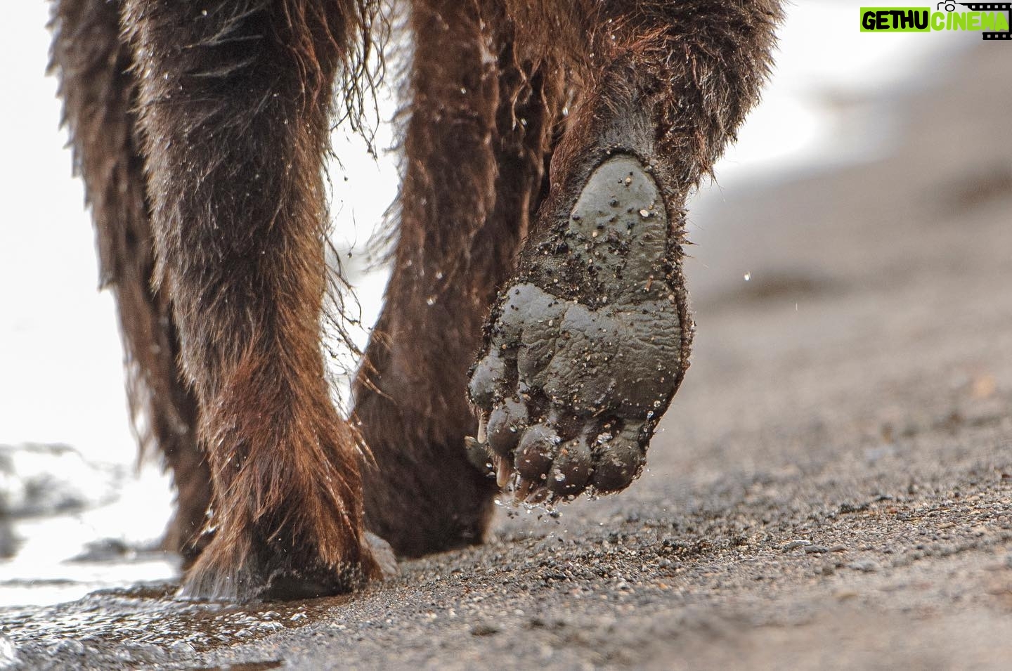 Vincent Munier - 6.8K Likes - Ours brun / Brown bear, Kamtchatka