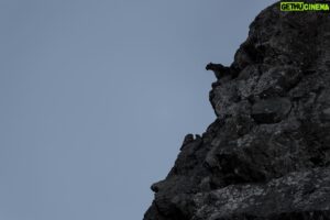 Vincent Munier Instagram - Panthère des neiges, Tibet. Photo extraite du livre « Tibet, minéral animal », photographies de Vincent Munier et poèmes de Sylvain Tesson, aux éditions Kobalann.
Commande sur vincentmunier.com/tibet