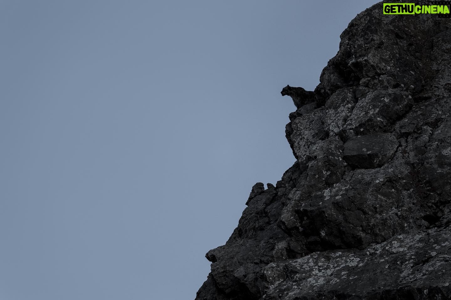 Vincent Munier - 5.4K Likes - Panthère des neiges, Tibet. Photo extraite du livre « Tibet, minéral animal », photographies de Vincent Munier et poèmes de Sylvain Tesson, aux éditions Kobalann.
Commande sur vincentmunier.com/tibet