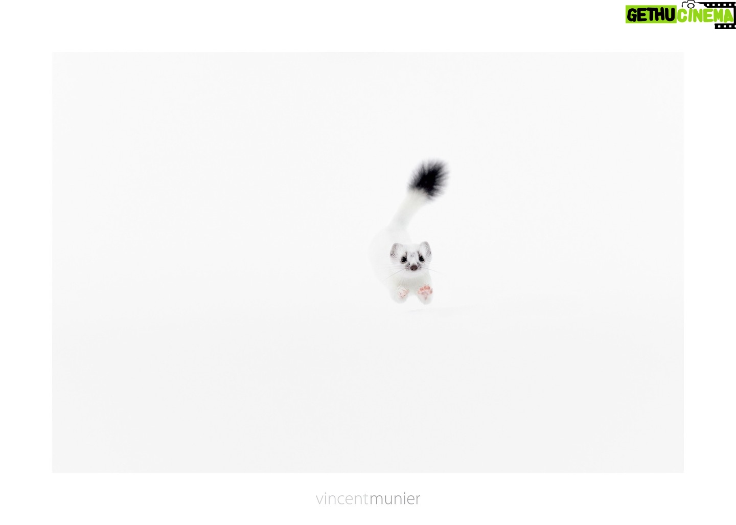 Vincent Munier - 10.5K Likes - Les derniers rendez-vous de lāautomne :
- Vincent est lāinvitĆ© de Denis Cheissoux dans CO2 mon amour sur France Inter. Leur entretien se poursuivra dimanche prochain dans une seconde Ć©mission ;
- il participera demain (vendredi) à une soirée de conférences organisée par le CJD d'Epinal au Centre des congrès ;
- il sera aux Halles Ć Paris mardi 5/12 Ć 17h25 pour une discussion sur lāimpact du film documentaire aux cĆ“tĆ©s de Claire Nouvian et Pauline Dujon au Forum des images ;
- il sera en dédicace vendredi 8/12 à la librairie Hall Du Livre Nancy de 16h à 18h ;
- il sera en dédicace jeudi 14/12 à la librairie Le Neuf à Saint Dié-des-Vosges de 17h à 19h.