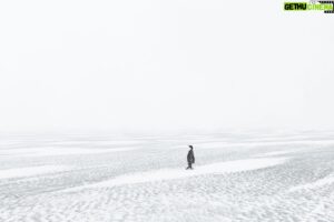 Vincent Munier Instagram - Manchot empereur / Emperor penguin, Terre Adélie