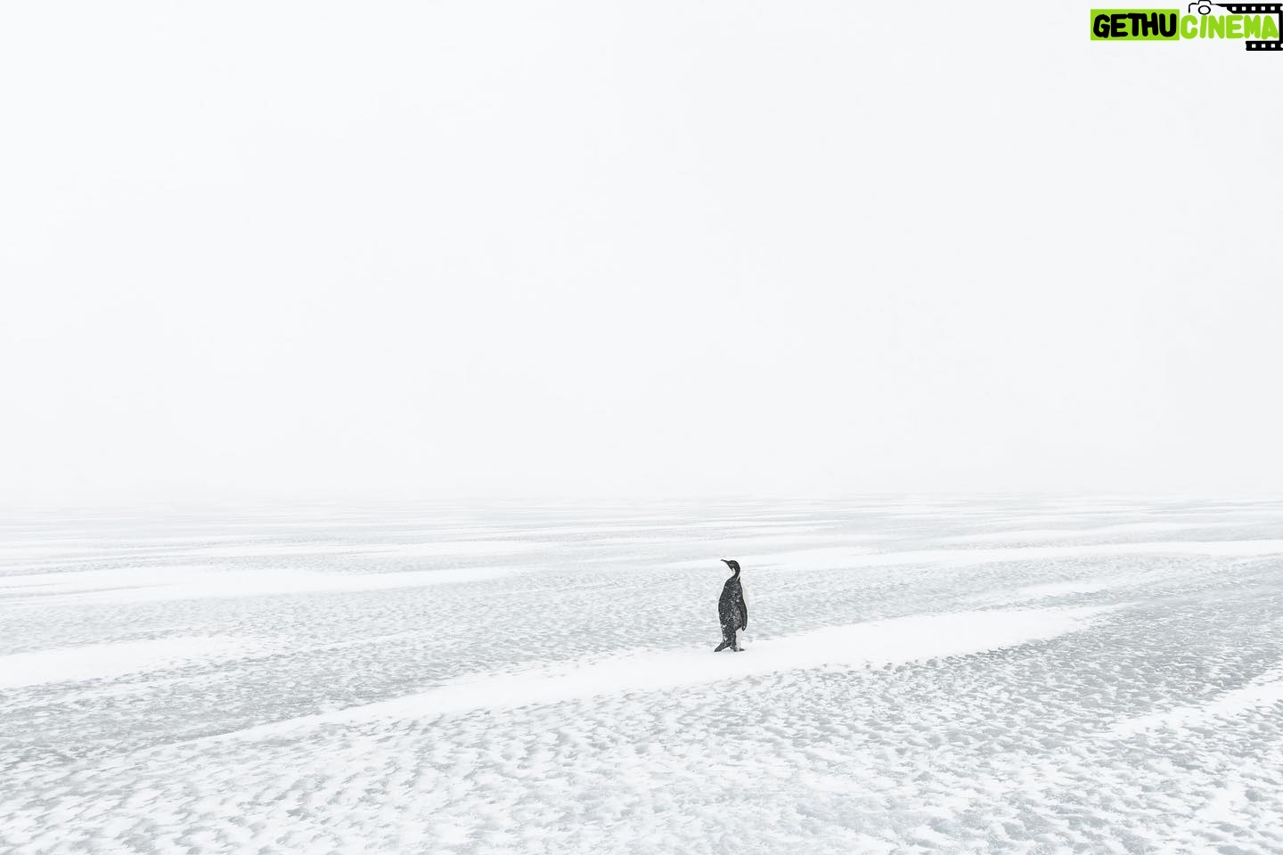 Vincent Munier - 5.2K Likes - Manchot empereur / Emperor penguin, Terre AdƩlie