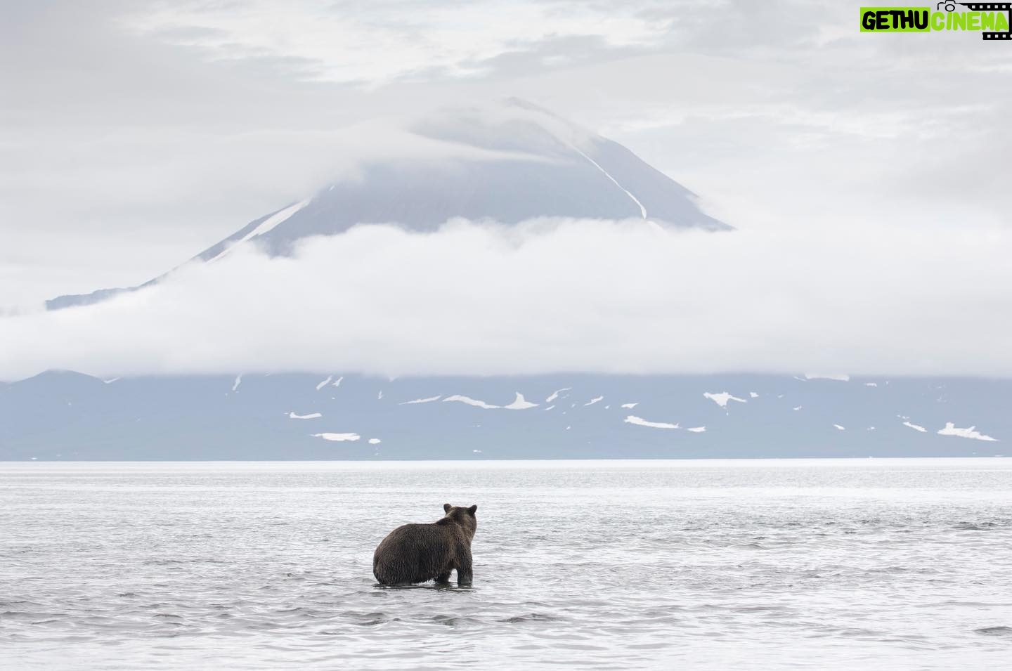 Vincent Munier - 5.7K Likes - Ours brun / Brown bear, Kamtchatka