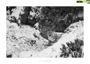 Vincent Munier Instagram - Dès cette semaine,   de cinémas projettent la Panthère !
Pour trouver une salle, copiez ce lien et tapez votre numéro de département : https://www.allocine.fr/seance/film-292598/pres-de-121535/

Un grand merci pour vos applaudissements dans les salles et vos centaines de messages enthousiastes, qui font chaud au coeur pour Marie, Vincent, Sylvain et toutes les équipes qui accompagnent le film.

Belles fêtes ! ✨