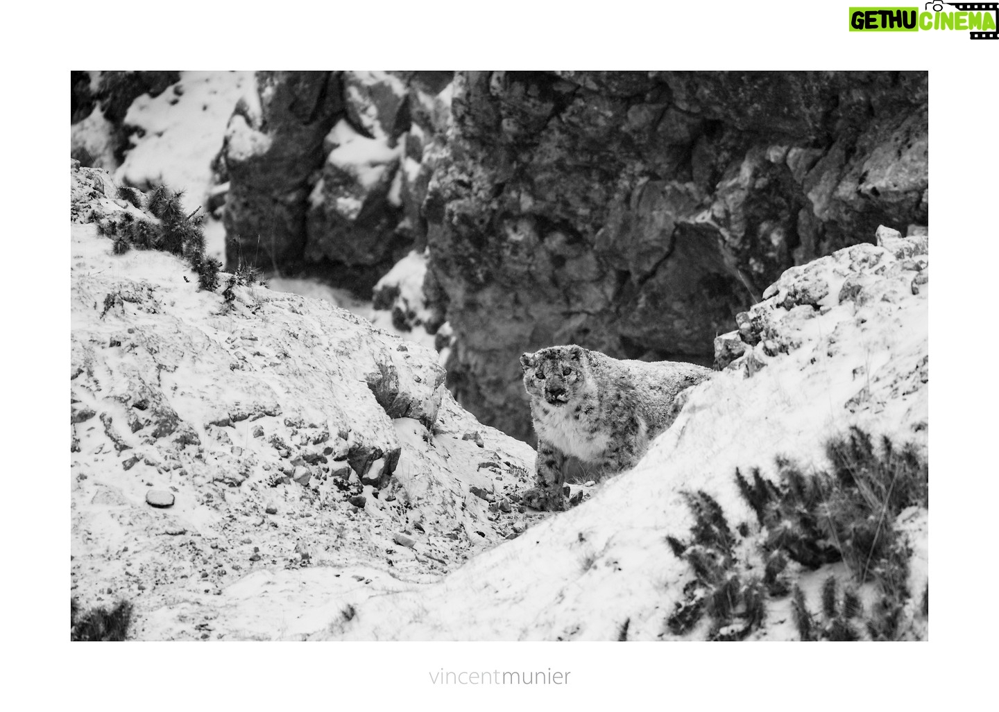 Vincent Munier - 12.6K Likes - Dès cette semaine, de cinémas projettent la Panthère !
Pour trouver une salle, copiez ce lien et tapez votre numƩro de dƩpartement : https://www.allocine.fr/seance/film-292598/pres-de-121535/
Un grand merci pour vos applaudissements dans les salles et vos centaines de messages enthousiastes, qui font chaud au coeur pour Marie, Vincent, Sylvain et toutes les Ʃquipes qui accompagnent le film.
Belles fĆŖtes ! āØ