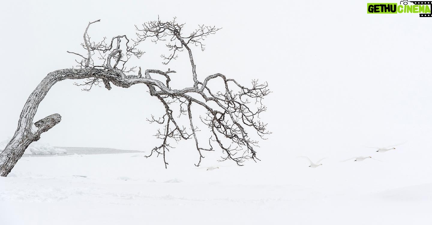 Vincent Munier - 4.3K Likes - Cygnes chanteurs / Whooper swans, Hokkaido