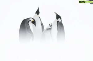 Vincent Munier Instagram - Manchots empereurs / Emperor penguins, Terre Adélie