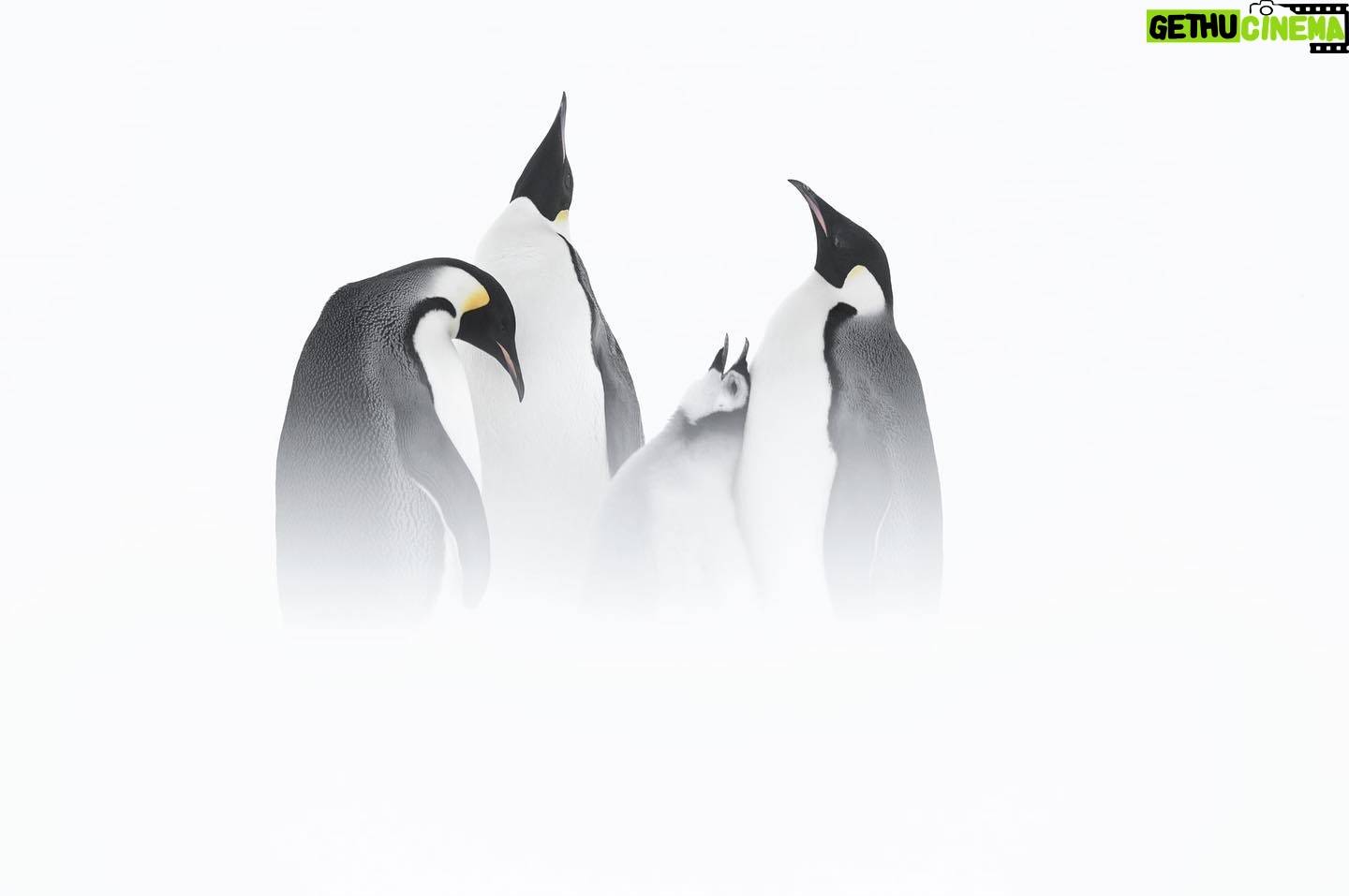 Vincent Munier - 9K Likes - Manchots empereurs / Emperor penguins, Terre AdƩlie