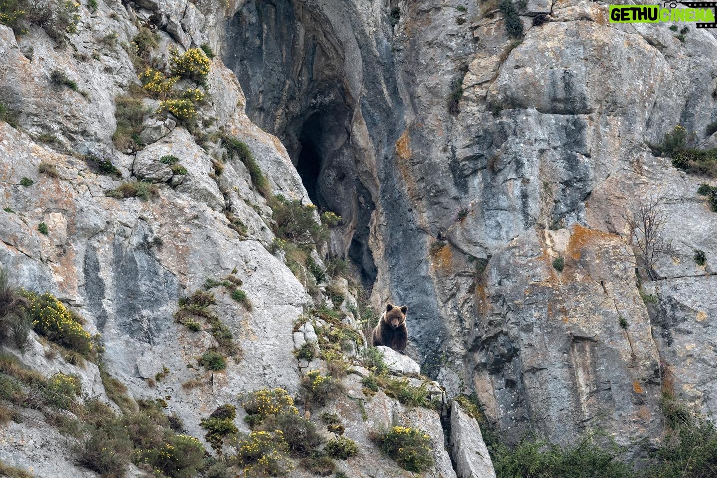 Vincent Munier - 9.7K Likes - Image extraite du film Ā« Ours, simplement sauvage Ā» rĆ©alisĆ© par Laurent Joffrion et Vincent Munier. Ce film militant est un cri dāalerte et de rĆ©volte face au manque de respect de lāespĆØce humaine pour les autres ĆŖtres vivants. A travers les diffĆ©rents personnages qu'il prĆ©sente, il se veut une illustration poĆ©tique de la possibilitĆ© de vivre en harmonie avec le sauvage, un plaidoyer pour mettre un terme Ć la guerre que l'on mĆØne au vivant, et rĆ©duire le fossĆ© que nous avons creusĆ© entre la nature et nous.