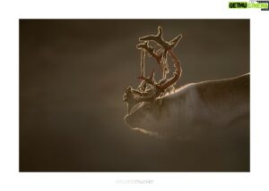 Vincent Munier Instagram - Les rendez-vous de l'automne

- Michel Munier sera au FIFO de Ménigoute (79) à partir de demain 27/10 et donnera une conférence sur les vieilles forêts vosgiennes lundi 30 à 15h45 ;

- Vincent sera au Muséum national d'histoire naturelle ce samedi 28/10 pour une rencontre jeune public en lien avec l'exposition "Félins" ;

- Vincent sera à Paris Photo pour signer les premiers exemplaires de son nouveau livre sur le stand de la galerie FlatLand le samedi 11/11 à partir de 15h ;

- les éditions Kobalann seront présentes au Festival Photo Montier du 16 au 19/11 (stand chapiteau) et Vincent passera ;

- Vincent et Michel seront présents au salon du livre de Colmar (68) le dimanche 26/11 entre 14h et 18h sur le stand de la librairie Carpe Diem.

Renne, Svalbard, Norvège, 2017.
Photo extraite de la monographie à paraître : https://www.vincentmunier.com/shop/monographie/