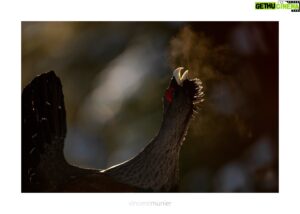 Vincent Munier Instagram - J'ai le plaisir de vous partager cet échange entre mon père et la journaliste Sarah Polacci au sujet de son livre "L’oiseau-forêt" et, bien davantage, de notre place de vivants parmi les vivants.
Tel un vieux sage qui a passé sa vie en forêt à tenter de mieux comprendre les liens entre ses habitants, il nous partage son expérience dans cet ouvrage.

Nous vivons avec une grande tristesse la disparition du grand tétras, oiseau emblématique de nos montagnes qui nous a, d'une certaine manière, construits.
C'est cependant un fait : il n'y a plus de place pour lui ici, dans les Vosges ; ne serait-ce qu'en raison des bouleversements climatiques (c’est une espèce boréale, qui a besoin d’hivers rigoureux) et du développement anarchique du tourisme et des loisirs, trop souvent irrespectueux du vivant.
Actuellement, un projet de renforcement/réintroduction extrêmement onéreux est mis en œuvre.
Il consiste à aller, pendant des années, capturer des dizaines d'oiseaux libres dans les pays nordiques pour les déporter dans les Vosges.
En résumé, les capturer là où ils vivent bien, en harmonie, pour les faire mourir ici, chez nous, là où les conditions indispensables à leur vie et à leur épanouissement n'existent plus.

Les projets de réintroduction de grands tétras réalisés dans de nombreux autres pays d’Europe se sont soldés par des échecs.
Si ce projet prend forme, nous serons face à un « cas d'école » d'interventionnisme stupide, porté par des personnes déconnectées des réalités de terrain, qui n’écoutent ni les naturalistes, ni les scientifiques opposés à ce projet. Le CSRPN (Comité scientifique régional du patrimoine naturel) vient, avec une écrasante majorité, de lui donner un avis défavorable.

Malgré ce triste constat, le message de mon père se veut optimiste : prenons conscience de ce que lui a enseigné cet oiseau, à savoir l’importance vitale des forêts à haute valeur biologique.
L'urgence n’est pas à ce genre de projets de communication, voués à l'échec.
Mettons plutôt nos forces en commun pour réaliser ce que nous n'avons pas réussi à faire pour le tétras : préserver de véritables forêts diversifiées. 
 
L'ENTRETIEN : https://www.youtube.com/watch?v=NrHNOLD9FMs