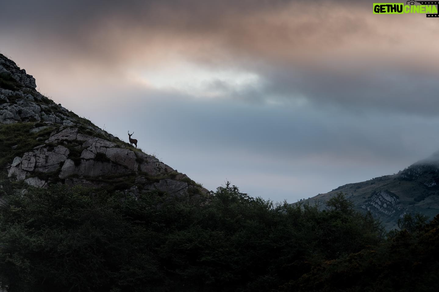 Vincent Munier - 7.8K Likes - Image extraite du film Ā« Ours, simplement sauvage Ā» rĆ©alisĆ© par Laurent Joffrion et Vincent Munier. Ce film militant est un cri dāalerte et de rĆ©volte face au manque de respect de lāespĆØce humaine pour les autres ĆŖtres vivants. A travers les diffĆ©rents personnages qu'il prĆ©sente, il se veut une illustration poĆ©tique de la possibilitĆ© de vivre en harmonie avec le sauvage, un plaidoyer pour mettre un terme Ć la guerre que l'on mĆØne au vivant, et rĆ©duire le fossĆ© que nous avons creusĆ© entre la nature et nous.