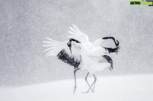 Vincent Munier Instagram - Grues du Japon / Red-crowned cranes, Hokkaido