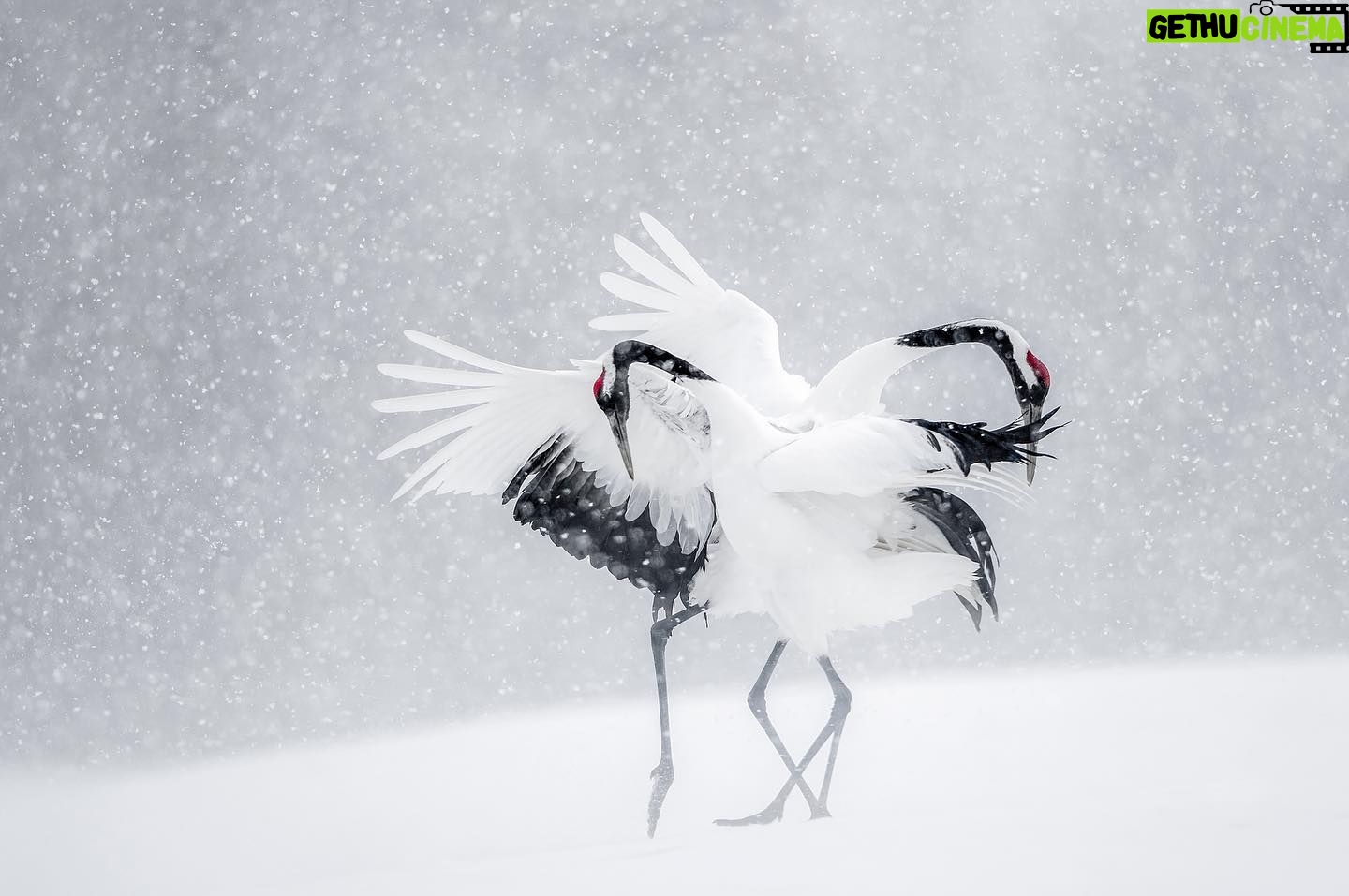 Vincent Munier - 10.3K Likes - Grues du Japon / Red-crowned cranes, Hokkaido