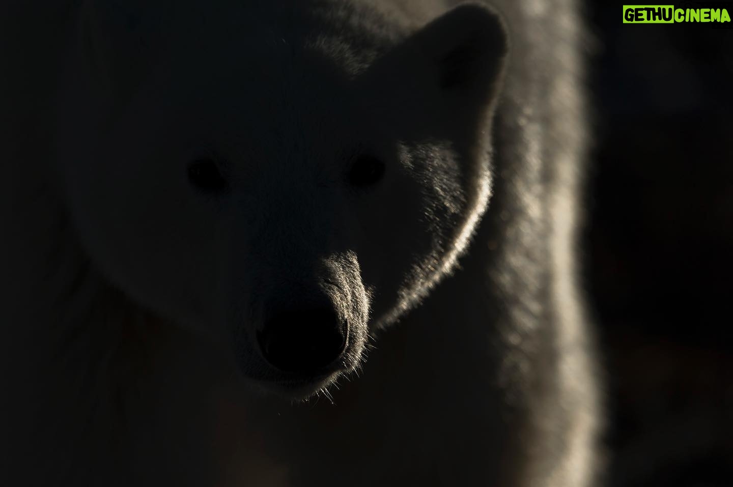 Vincent Munier - 6.6K Likes - Ours polaire / Polar bear, Canada