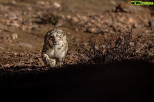 Vincent Munier Instagram - Panthère des neiges, Tibet. Photo extraite du livre « Tibet, minéral animal », photographies de Vincent Munier et poèmes de Sylvain Tesson, aux éditions Kobalann.
Commande sur vincentmunier.com/tibet