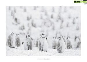 Vincent Munier Instagram - Manchots empereurs, Terre Adélie, Antarctique, 2015. 
-
 Photo extraite de la nouvelle monographie de Vincent, 
35 ans de photographie, 320 images emblématiques et inédites :

https://www.vincentmunier.com/shop/monographie/

En clin d’oeil à @luc.jacquet dont le nouveau film « Voyage au pôle Sud » sort demain au cinéma !

À noter également pendant les fêtes :
une rediffusion de « La Panthère des neiges » à 21h le 24 décembre sur @arte.tv et des tirages de Vincent à découvrir à la @galerieblinplusblin à Paris.