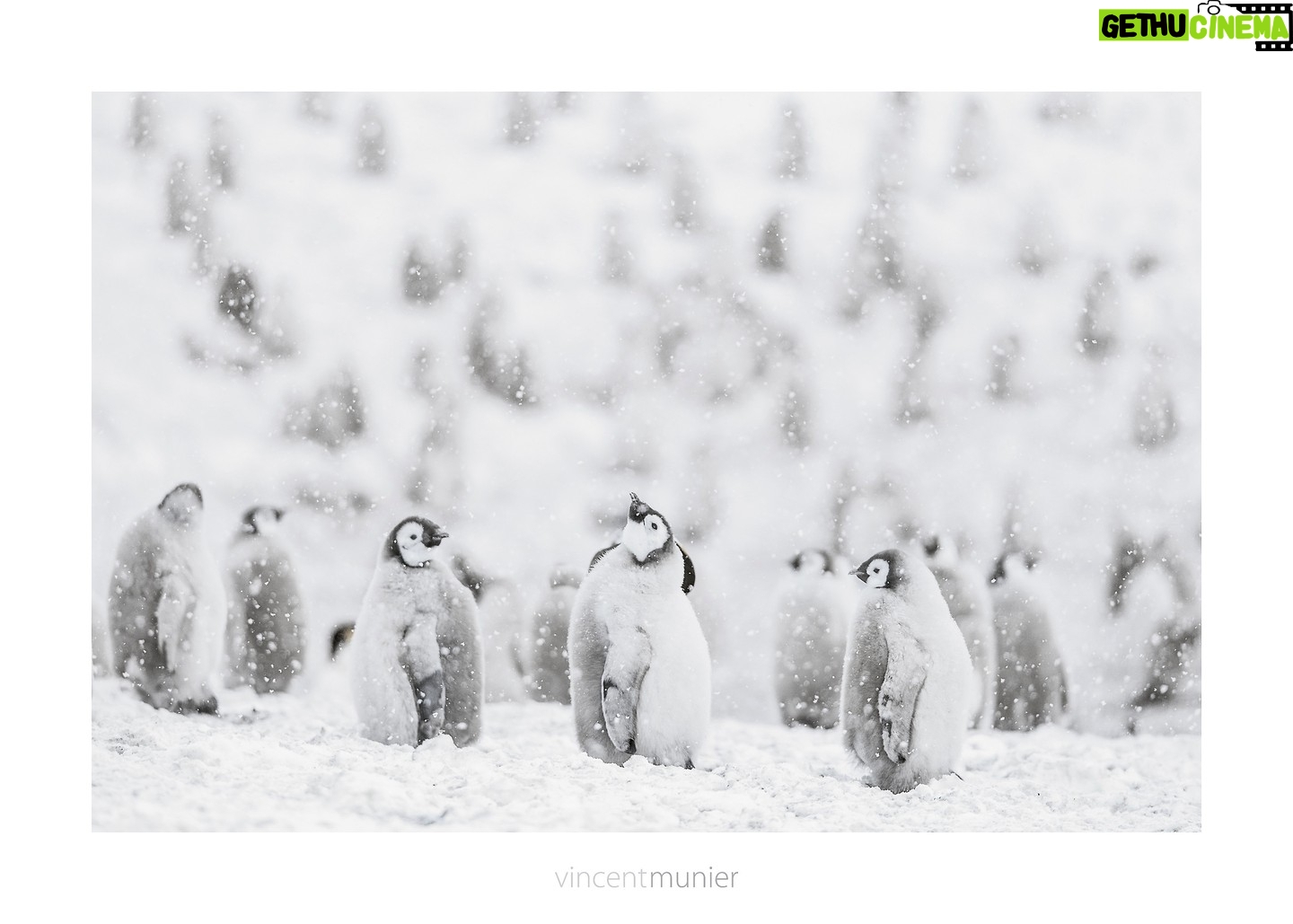 Vincent Munier - 9.3K Likes - Manchots empereurs, Terre AdĆ©lie, Antarctique, 2015.āØ
-
āØPhoto extraite de la nouvelle monographie de Vincent,āØ
35 ans de photographie, 320 images emblƩmatiques et inƩdites :
https://www.vincentmunier.com/shop/monographie/
En clin dāoeil Ć @luc.jacquet dont le nouveau film « Voyage au pĆ“le SudĀ Ā» sort demain au cinĆ©ma !
à noter également pendant les fêtes :
une rediffusion de « La Panthère des neiges » à 21h le 24 décembre sur @arte.tv et des tirages de Vincent à découvrir à la @galerieblinplusblin à Paris.