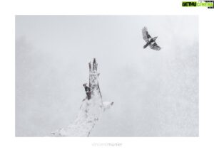 Vincent Munier Instagram - Couple de pics épeiches, Vosges, 2022.

A retrouver dans le calendrier 2023 :
https://www.vincentmunier.com/shop/calendrier-2023/