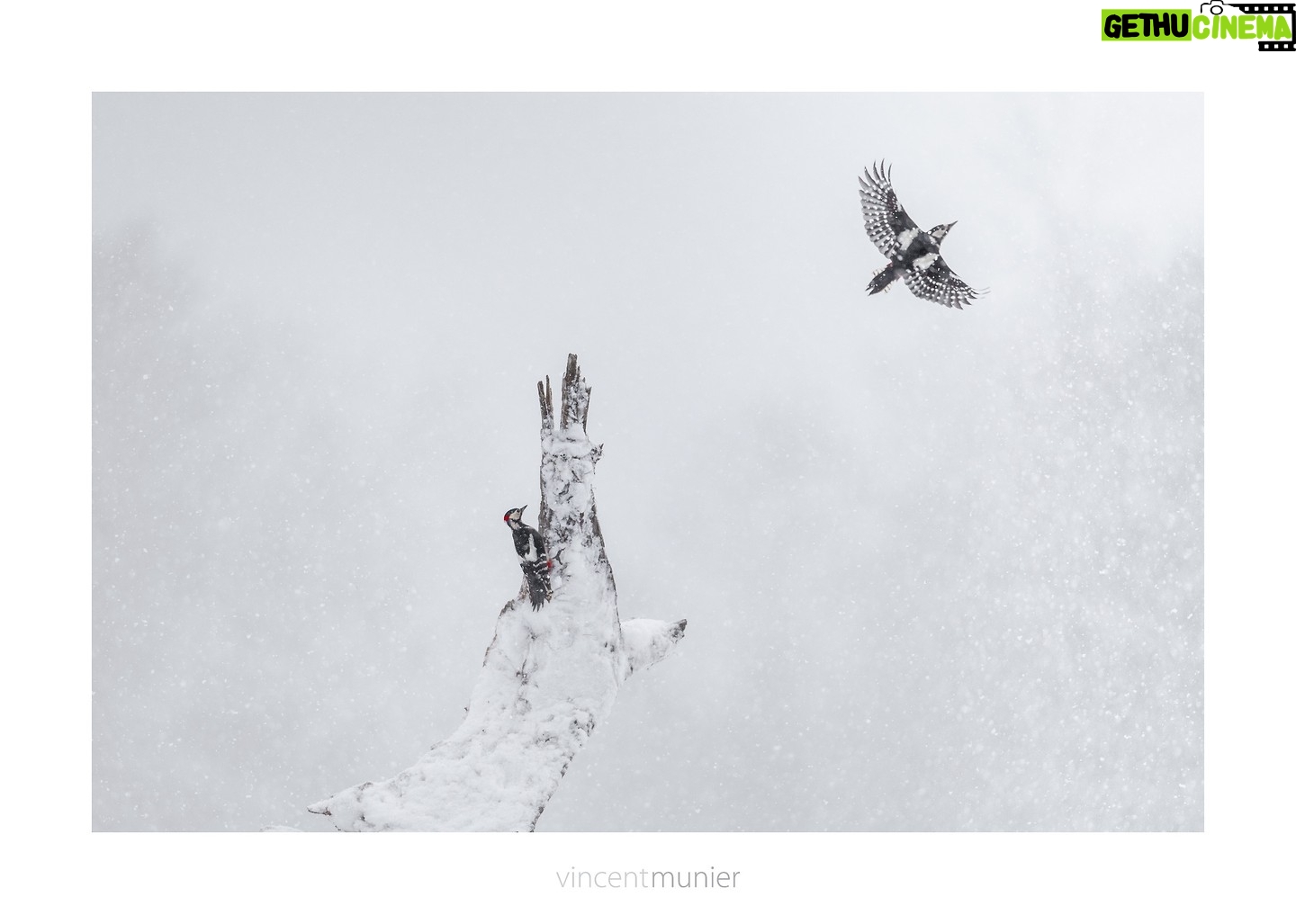 Vincent Munier - 11.8K Likes - Couple de pics Ʃpeiches, Vosges, 2022.
A retrouver dans le calendrier 2023 :
https://www.vincentmunier.com/shop/calendrier-2023/