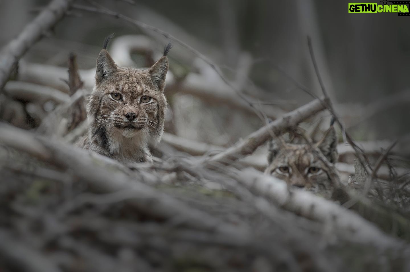 Vincent Munier - 8.1K Likes - Lynx borƩaux / Eurasian lynxes, Jura