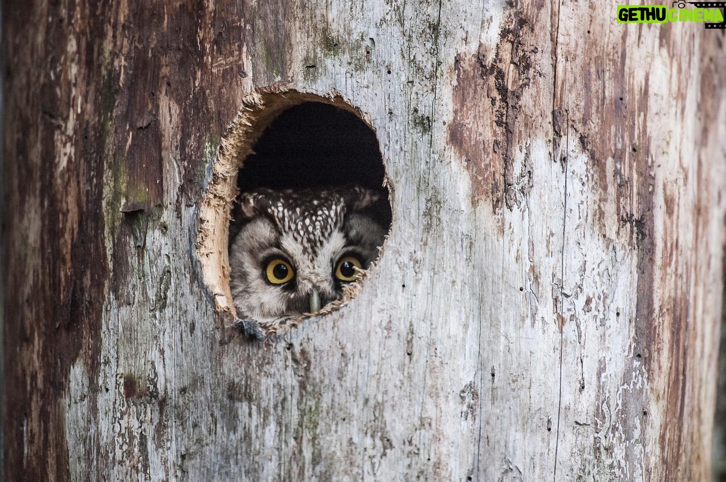 Vincent Munier - 8.9K Likes - Chouette de Tengmalm / Tengmalmās owl, Vosges