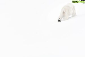 Vincent Munier Instagram - Ours polaire / Polar bear, Svalbard