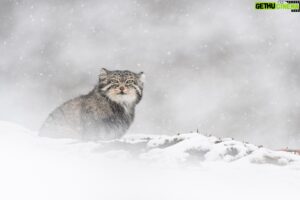 Vincent Munier Instagram - Chat de Pallas, Tibet. Photo extraite du livre « Tibet, minéral animal », photographies de Vincent Munier et poèmes de Sylvain Tesson, aux éditions Kobalann.
Commande sur vincentmunier.com/tibet