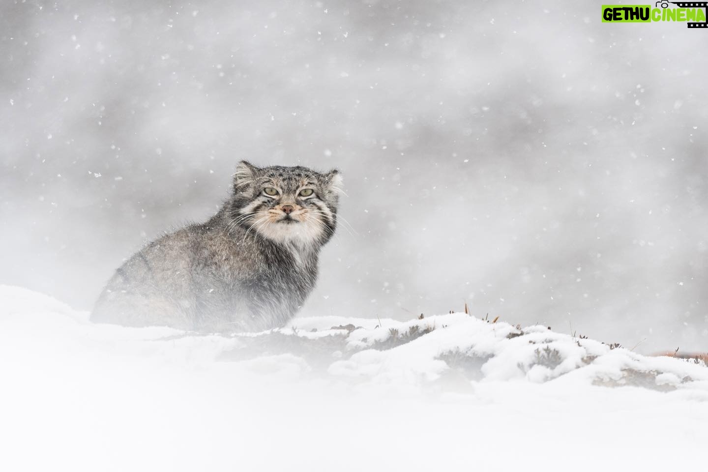 Vincent Munier - 12.9K Likes - Chat de Pallas, Tibet. Photo extraite du livre « Tibet, minéral animal », photographies de Vincent Munier et poèmes de Sylvain Tesson, aux éditions Kobalann.
Commande sur vincentmunier.com/tibet