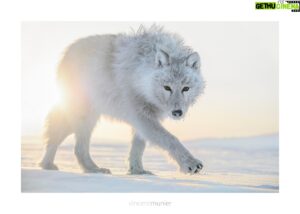 Vincent Munier Instagram - Loup arctique, Ellesmere Island, Nunavut, Canada, 2013. 
-
 Photo extraite de la nouvelle monographie de Vincent,  35 ans de photographie, 320 images emblématiques et inédites :  

https://www.vincentmunier.com/shop/monographie/