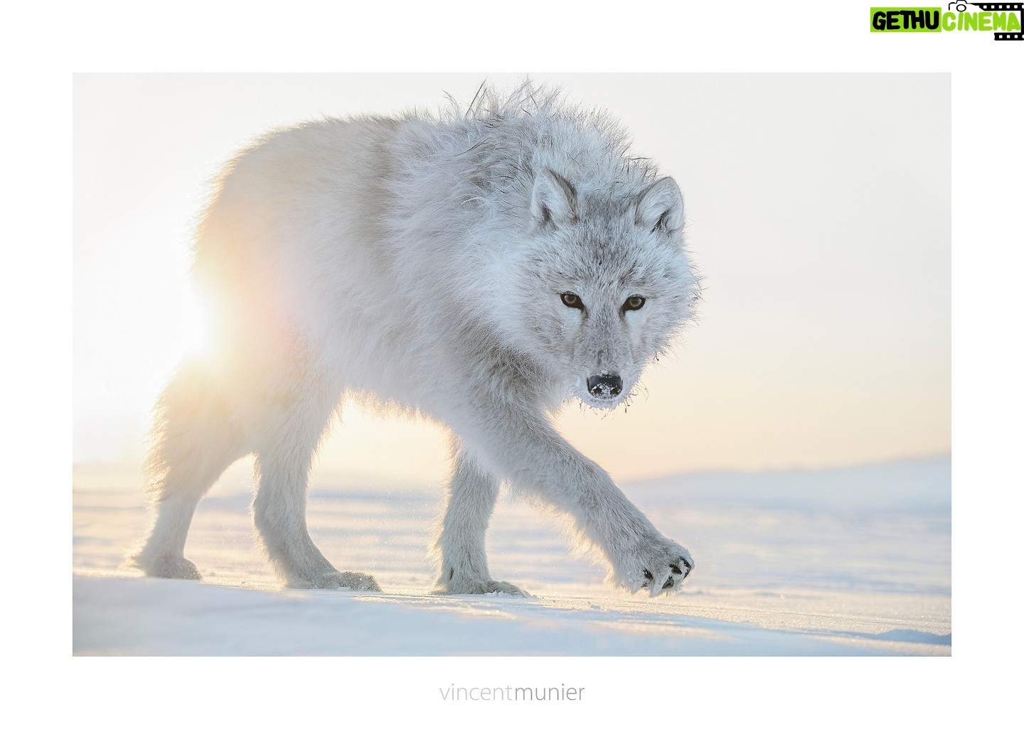 Most liked Instagram photo of Vincent Munier