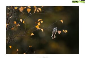 Vincent Munier Instagram - Christian Bobin, comme son ami Soulages, s’en est allé...
J’apprends cette nouvelle tout en photographiant cette mésange à longue queue dans mon jardin. 

Si discret, si lumineux, si utile... comme son art : la poésie. 

« Dans ce court trajet de la branche à la terre, 
comme elles savent donner une beauté dernière, 
et malgré leur terreur de pourrir sur le sol, 
veulent que cette chute ait la grâce d’un vol. »

Je ne peux que vous recommander d’écouter cette merveilleuse émission de deux heures en sa compagnie, son Grand atelier sur France Inter. C’est un baume. 

https://www.radiofrance.fr/franceinter/podcasts/le-grand-atelier/le-grand-atelier-du-dimanche-02-octobre-2022-9698443