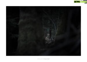 Vincent Munier Instagram - Le 25e Festival Photo Montier ouvre ses portes demain jusqu'à dimanche !
Vincent, Michel Munier et l'équipe Kobalann seront présents à la fondation Lucy Lebon avec l'exposition "La forêt des ombres" et une présentation du livre "L'oiseau-forêt".
Au plaisir d'échanger et de se rencontrer de nouveau autour des images et des livres...

https://www.photo-montier.org/fiche-exposant/la-foret-des-ombres/

Ailleurs, les photographies de Vincent sont toujours exposées à la fondation GoodPlanet à Paris et au musée de la photographie de Nice.