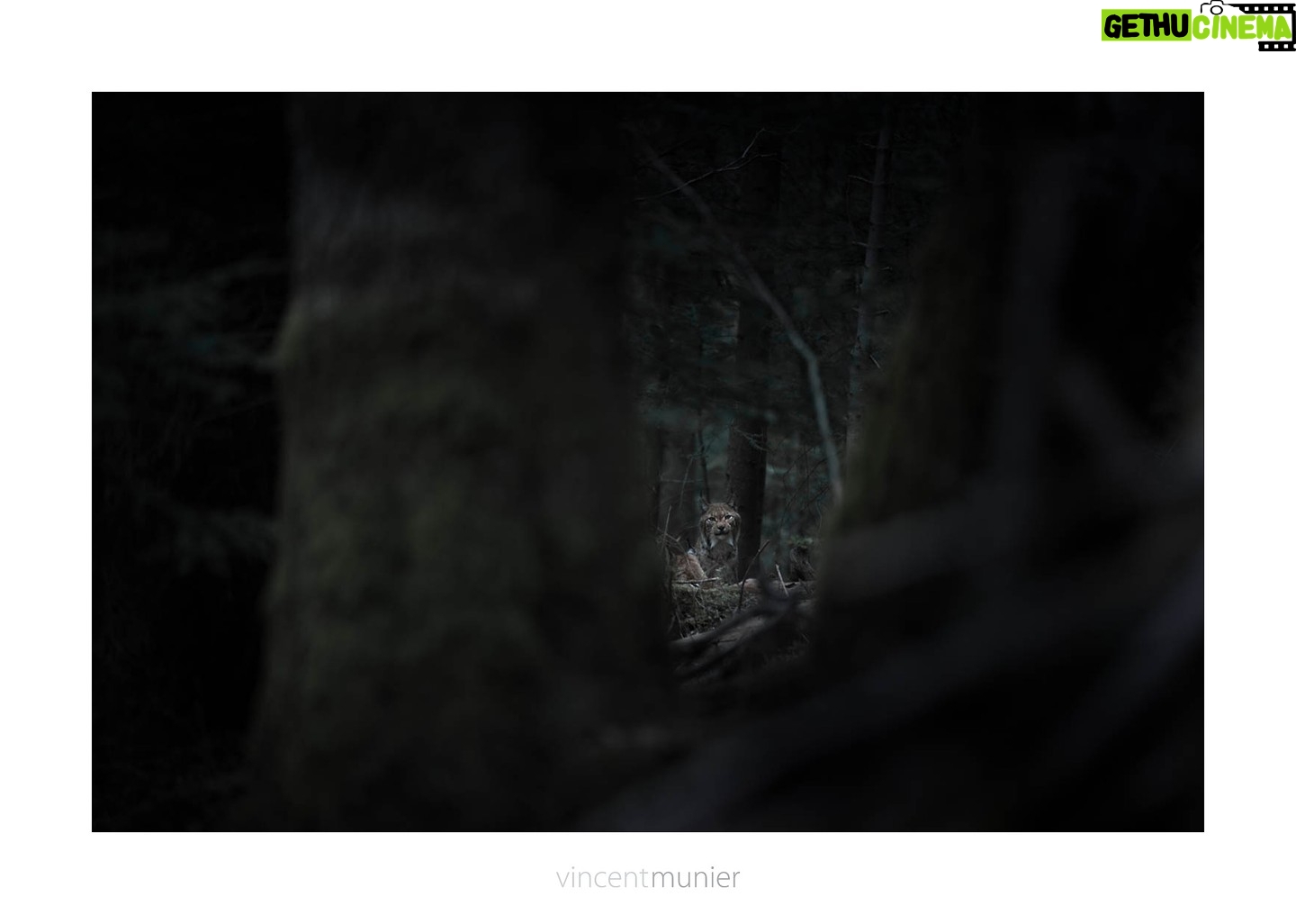 Vincent Munier - 7.2K Likes - Le 25e Festival Photo Montier ouvre ses portes demain jusqu'Ć dimanche !
Vincent, Michel Munier et l'équipe Kobalann seront présents à la fondation Lucy Lebon avec l'exposition "La forêt des ombres" et une présentation du livre "L'oiseau-forêt".
Au plaisir d'Ʃchanger et de se rencontrer de nouveau autour des images et des livres...
https://www.photo-montier.org/fiche-exposant/la-foret-des-ombres/
Ailleurs, les photographies de Vincent sont toujours exposées à la fondation GoodPlanet à Paris et au musée de la photographie de Nice.