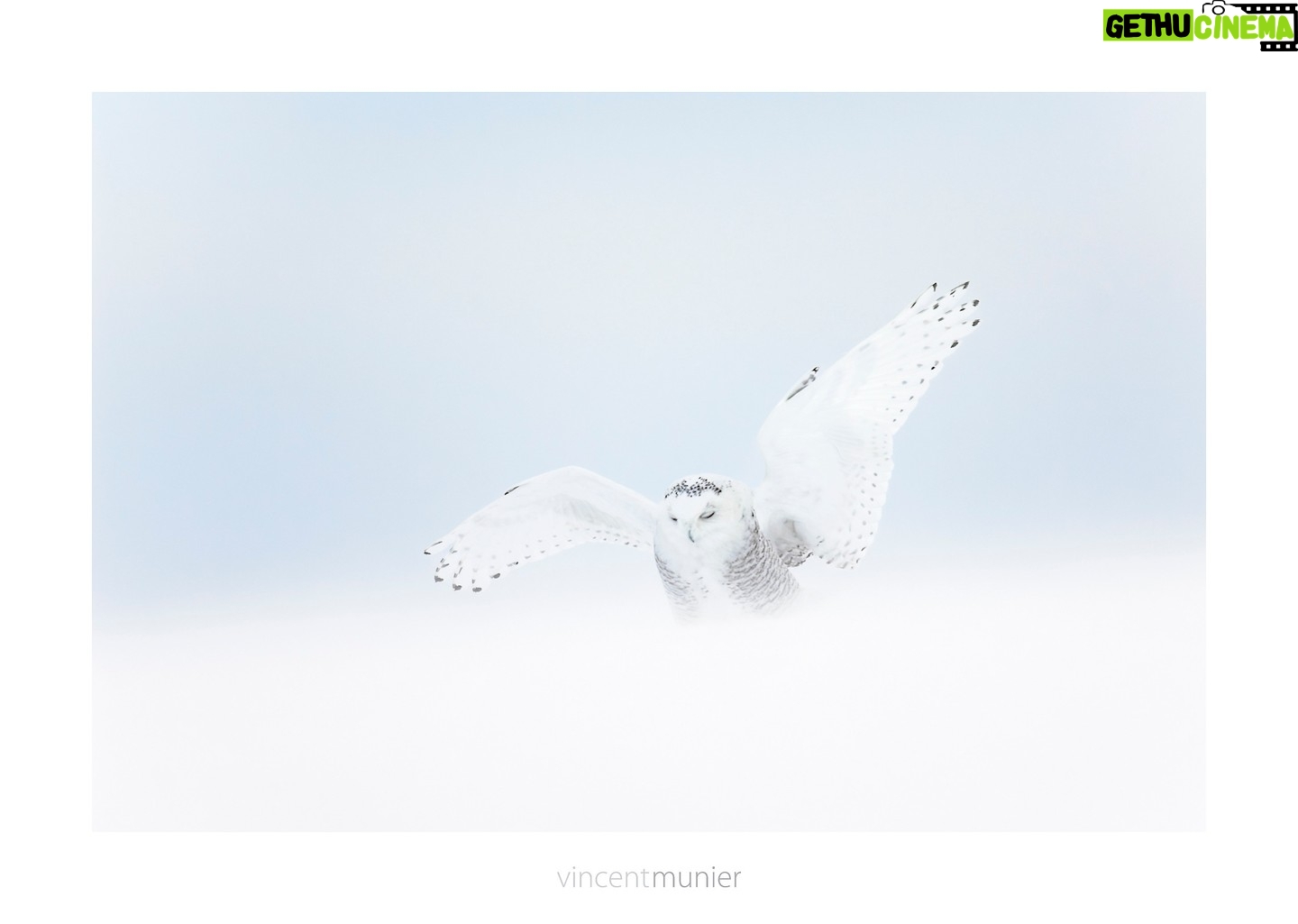 Vincent Munier - 8.9K Likes - Harfang des neiges, QuƩbec, Canada, 2006.
-
Photo extraite de la nouvelle monographie de Vincent,
35 ans de photographie, 320 images emblƩmatiques et inƩdites :
https://www.vincentmunier.com/shop/monographie/