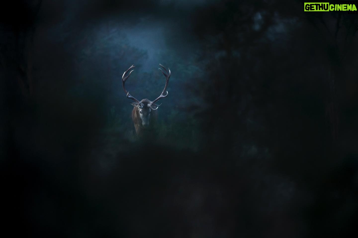 Vincent Munier - 7K Likes - La nuit du cerf / Night of the deer, Vosges