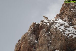 Vincent Munier Instagram - Panthère des neiges, Tibet. Photo extraite du livre « Tibet, minéral animal », photographies de Vincent Munier et poèmes de Sylvain Tesson, aux éditions Kobalann.
Commande sur vincentmunier.com/tibet