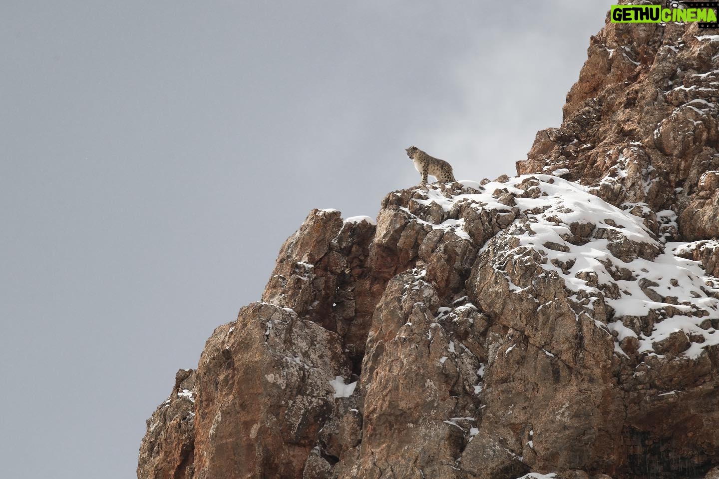 Vincent Munier - 9.3K Likes - Panthère des neiges, Tibet. Photo extraite du livre « Tibet, minéral animal », photographies de Vincent Munier et poèmes de Sylvain Tesson, aux éditions Kobalann.
Commande sur vincentmunier.com/tibet