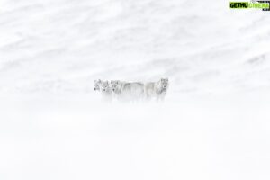 Vincent Munier Instagram - Loups arctiques / Arctic wolves, Canada