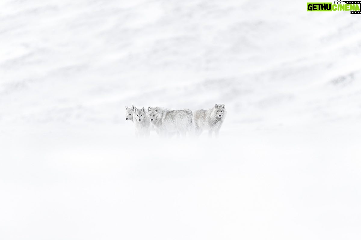 Vincent Munier - 9.5K Likes - Loups arctiques / Arctic wolves, Canada