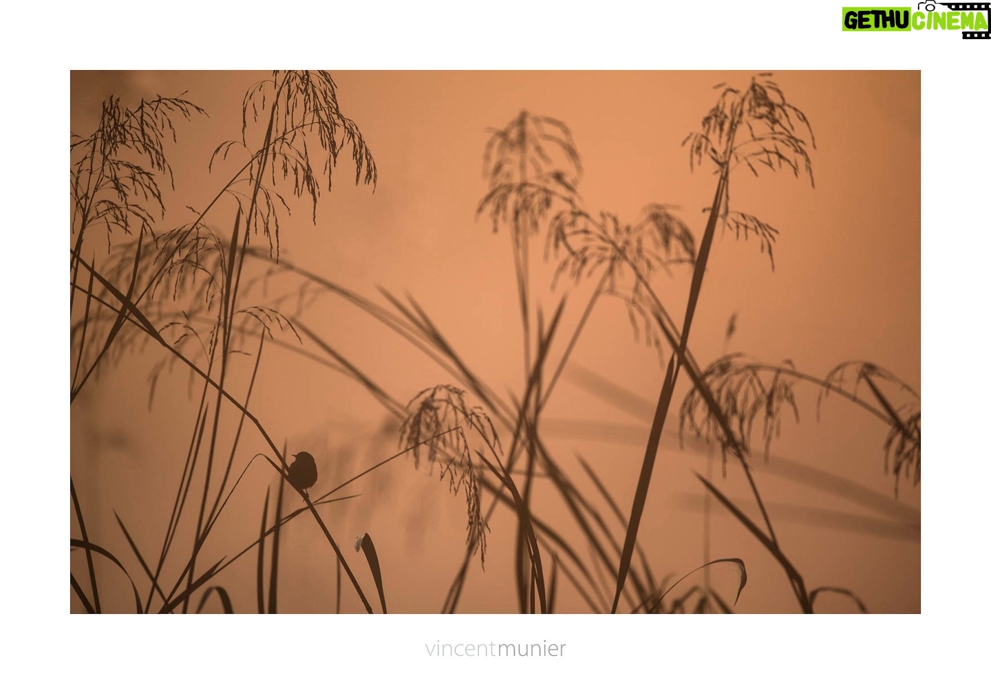 Vincent Munier - 6K Likes - Pendant les vacances, les images de Vincent s'exposent à Nice au musée de la photographie Charles Nègre :
Le musée est ouvert tous les jours (sauf le lundi) de 10h à 18h.
Deux projections de "La Panthère des neiges" y sont proposées chaque jour à 10h30 et 16h !
L'entrƩe est gratuite pour les NiƧois et habitants de la mƩtropole de Nice.
-
A noter, l'exposition "La forêt des ombres" présentée au Festival Salamandre sera à découvrir au Festival Photo Montier du 17 au 20 novembre, en même temps que "L'oiseau-forêt" de Michel Munier. Bon week-end !