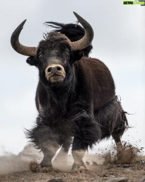 Vincent Munier Instagram - Yack sauvage, Tibet. Photo extraite du livre « Tibet, minéral animal », photographies de Vincent Munier et poèmes de Sylvain Tesson, aux éditions Kobalann.
Commande sur vincentmunier.com/tibet