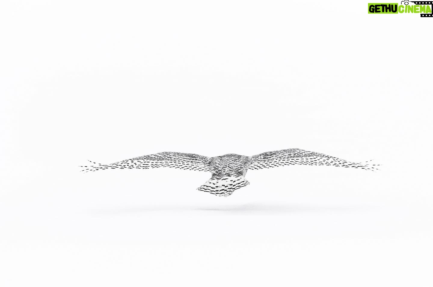 Vincent Munier - 7.8K Likes - Harfang des neiges / Snowy owl, Canada