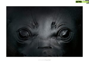 Vincent Munier Instagram - Éléphant de mer austral, Géorgie du Sud, 2012.
-
Photo extraite de la nouvelle monographie de Vincent,
35 ans de photographie, 320 images emblématiques et inédites :
https://www.vincentmunier.com/shop/monographie/

Derniers calendriers 2024 : https://www.vincentmunier.com/shop/calendrier-2024/