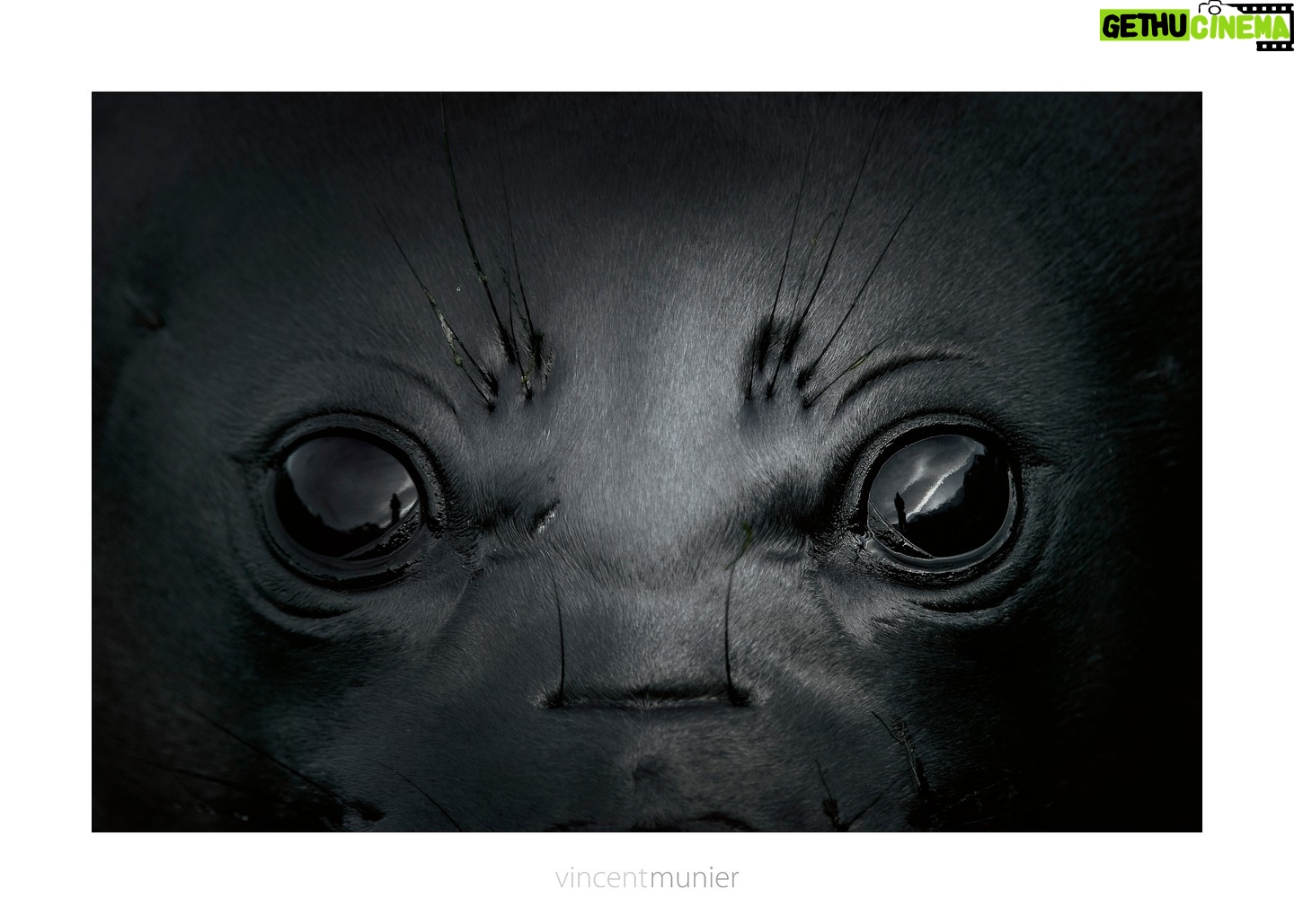 Vincent Munier - 6.8K Likes - ĆlĆ©phant de mer austral, GĆ©orgie du Sud, 2012.
-
Photo extraite de la nouvelle monographie de Vincent,
35 ans de photographie, 320 images emblƩmatiques et inƩdites :
https://www.vincentmunier.com/shop/monographie/
Derniers calendriers 2024 : https://www.vincentmunier.com/shop/calendrier-2024/