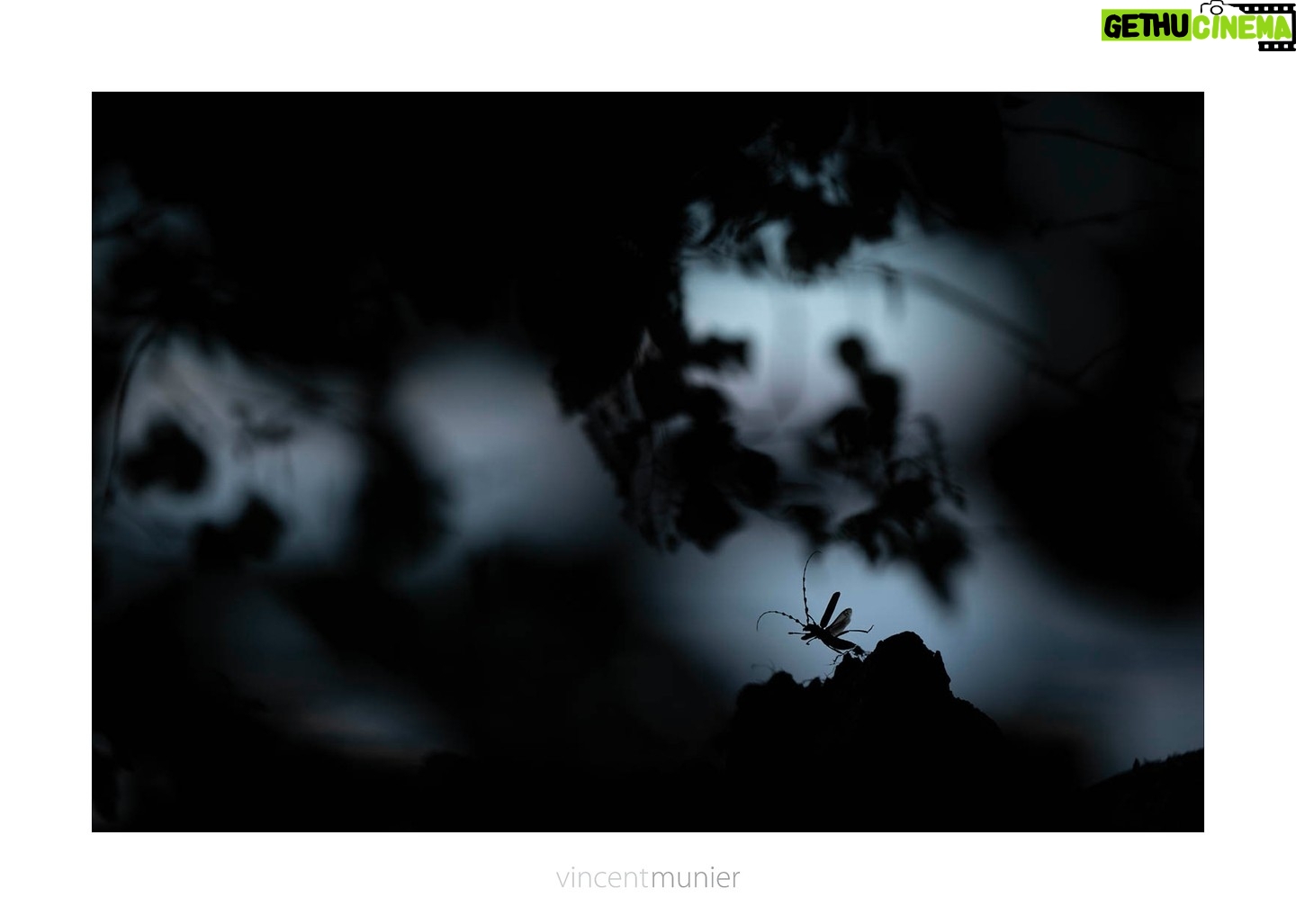 Vincent Munier - 6.8K Likes - Aujourd'hui, le 20e festival La Salamandre ouvre ses portes Ć Morges, en Suisse !
Vincent signe la Grande expo, "La forêt des ombres", à découvrir jusqu'à dimanche avec des sons de Boris Jollivet : https://www.festival-salamandre.org/evenement/grande-expo-vincent-munier/
Demain soir (samedi), projection de "La Panthère des neiges" en présence de Marie et Vincent.
Merci à toute l'équipe de la Salamandre pour son accompagnement et sa créativité, et en particulier à Gisèle Rime !
Rosalie des Alpes, Jura, 2022.