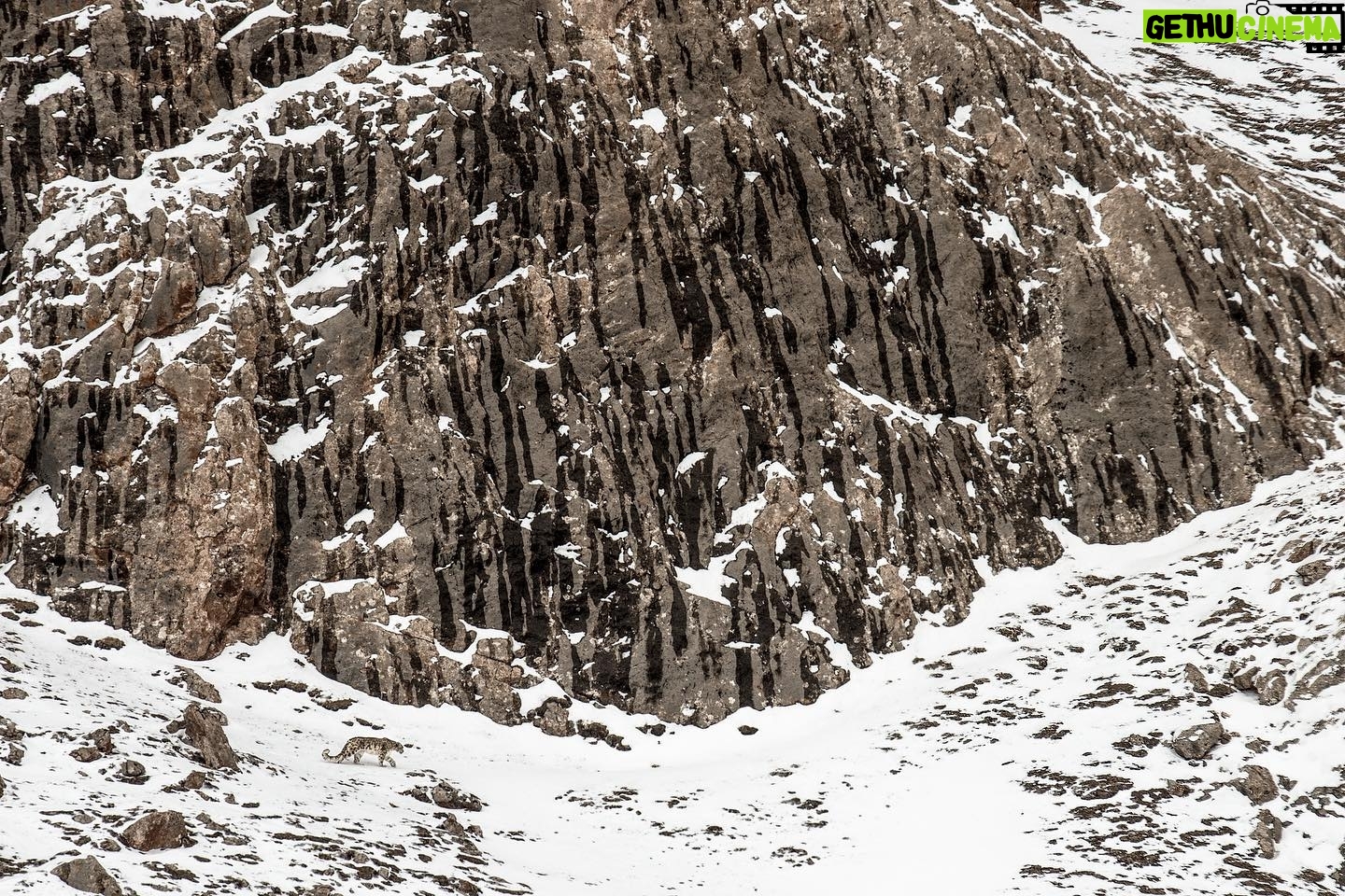 Vincent Munier - 5.2K Likes - Panthère des neiges, Tibet. Photo extraite du livre « Tibet, minéral animal », photographies de Vincent Munier et poèmes de Sylvain Tesson, aux éditions Kobalann.
Commande sur vincentmunier.com/tibet