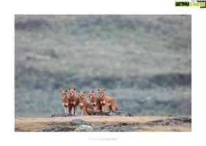 Vincent Munier Instagram - Loups d'Abyssinie, mont Balé, Éthiopie, 2006.
-
Photo extraite de la nouvelle monographie de Vincent,
35 ans de photographie, 320 images emblématiques et inédites :
https://www.vincentmunier.com/shop/monographie/

Calendrier 2024 : https://www.vincentmunier.com/shop/calendrier-2024/