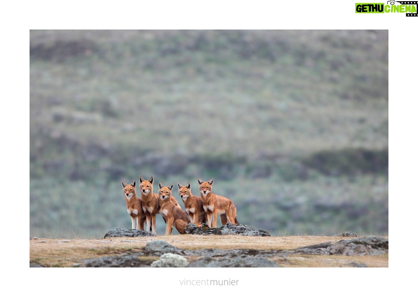 Vincent Munier - 16.1K Likes - Loups d'Abyssinie, mont BalĆ©, Ćthiopie, 2006.
-
Photo extraite de la nouvelle monographie de Vincent,
35 ans de photographie, 320 images emblƩmatiques et inƩdites :
https://www.vincentmunier.com/shop/monographie/
Calendrier 2024 : https://www.vincentmunier.com/shop/calendrier-2024/