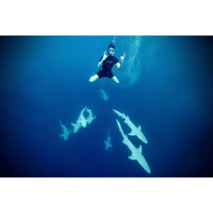 Vincent Stein Instagram - Meine neuen Kumpels ❤️🦈